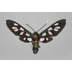 /filer/webapps/moths/media/images/K/kuhlweinii_Amata_AF_BMNH.jpg