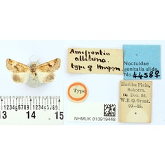 /filer/webapps/moths/media/images/A/albiluna_Amefrontia_PLT_BMNH.jpg
