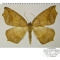 /filer/webapps/moths/media/images/F/fimosa_Epigynopteryx_AF_ZSM.jpg