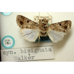/filer/webapps/moths/media/images/B/bisignata_Celaena_ST_BMNH.jpg