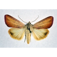 /filer/webapps/moths/media/images/B/bella_Adisura_A_NHMO.jpg