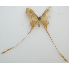 /filer/webapps/moths/media/images/T/trogophylla_Eudaemonia_HT_NHMUKb_TBmoOnT.jpg