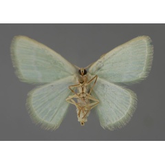 /filer/webapps/moths/media/images/G/germana_Comostolopsis_A_ZSM_02.jpg