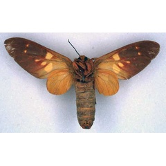 /filer/webapps/moths/media/images/U/ugandae_Balacra_HT_BMNH_02.jpg