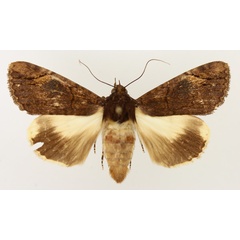 /filer/webapps/moths/media/images/M/mesoleuca_Ulotrichopus_AM_TMSA_02.jpg