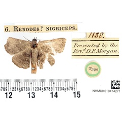 /filer/webapps/moths/media/images/N/nigriceps_Renodes_HT_BMNH.jpg