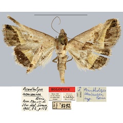 /filer/webapps/moths/media/images/S/semiaurea_Acantholipes_HT_MNHN.jpg