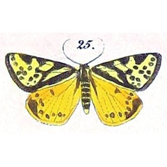 /filer/webapps/moths/media/images/S/setinata_Fidonia_HT_Felder_1875_130-25.jpg