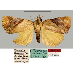 /filer/webapps/moths/media/images/T/transversa_Taraconica_HT_MNHN.jpg