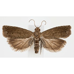 /filer/webapps/moths/media/images/A/anthracotis_Leguminivora_AM_NHMO.jpg