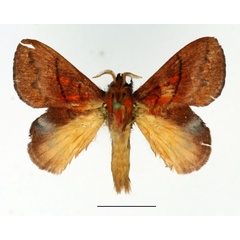 /filer/webapps/moths/media/images/I/igneotincta_Trichopisthia_AM_Basquin_02.jpg