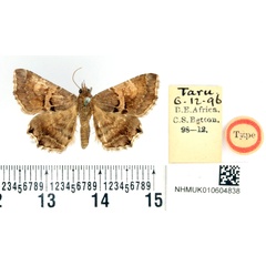 /filer/webapps/moths/media/images/B/bettoni_Zethes_STM_BMNH.jpg