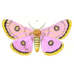 /filer/webapps/moths/media/images/T/trimenii_Eochroa_HT_Felder_85-6.jpg