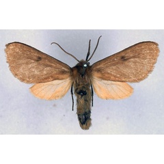 /filer/webapps/moths/media/images/N/neaera_Metarctia_LT_BMNH_01.jpg