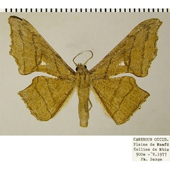/filer/webapps/moths/media/images/K/kala_Xenimpia_AF_ZSM.jpg