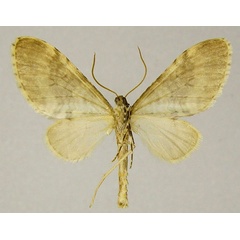 /filer/webapps/moths/media/images/T/thomae_Lobidiopteryx_AM_ZSMb.jpg