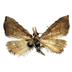 /filer/webapps/moths/media/images/S/sharporum_Ptychopseustis_HT_TMSA.jpg