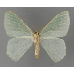 /filer/webapps/moths/media/images/A/albinotata_Prasinocyma_A_ZSM_02.jpg