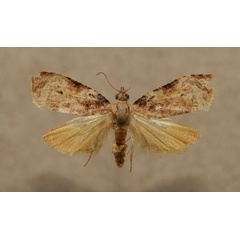 /filer/webapps/moths/media/images/W/wahlbergiana_Eccopsis_A_Butler.jpg