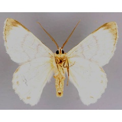 /filer/webapps/moths/media/images/H/hypoleucaria_Pingasa_A_ZSM_02.jpg