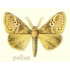 /filer/webapps/moths/media/images/P/pollux_Dasychira_HT_Hering_21i.jpg
