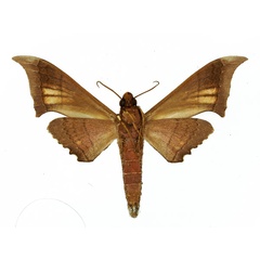 /filer/webapps/moths/media/images/B/baltus_Polyptychus_AM_Basquin_02.jpg