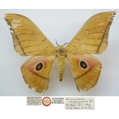 /filer/webapps/moths/media/images/M/melanoneura_Gonimbrasia_HT_NHMUKa.jpg