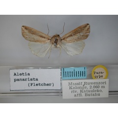 /filer/webapps/moths/media/images/P/panarista_Aletia_PT_RMCA.jpg