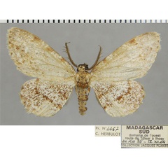 /filer/webapps/moths/media/images/D/delphinensis_Colocleora_AM_ZSMa.jpg