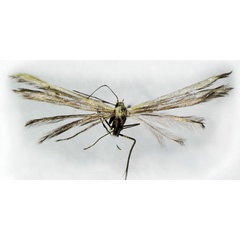 /filer/webapps/moths/media/images/B/basuto_Hellinsia_HT_BMNH.jpg