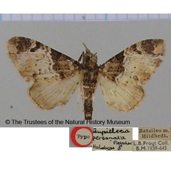 /filer/webapps/moths/media/images/P/personata_Eupithecia_HT_BMNH.jpg