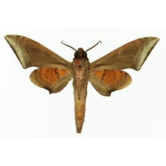 /filer/webapps/moths/media/images/M/murinus_Polyptychus_AM_Basquin_04.jpg
