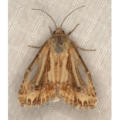 /filer/webapps/moths/media/images/S/stigmatia_Heliocheilus_AM_Heyns_01.jpg