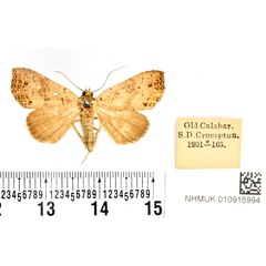 /filer/webapps/moths/media/images/T/tessellata_Oglasa_STF_BMNH_02.jpg