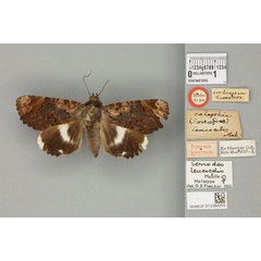 /filer/webapps/moths/media/images/L/leucocelis_Serrodes_HT_BMNHa.jpg