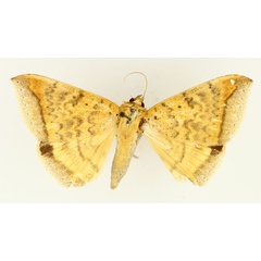 /filer/webapps/moths/media/images/A/albitermia_Achaea_AM_TMSA_02.jpg