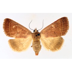 /filer/webapps/moths/media/images/O/ovaliplaga_Plecoptera_AF_TMSA_02.jpg