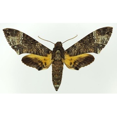 /filer/webapps/moths/media/images/S/solani_Coelonia_AF_Basquin.jpg