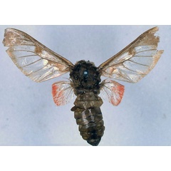 /filer/webapps/moths/media/images/A/ashantica_Balacra_HT_BMNH_01.jpg