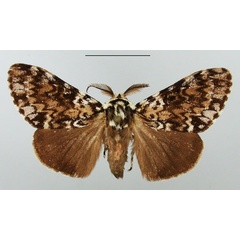 /filer/webapps/moths/media/images/R/rhodalipha_Rhypopteryx_AM_TMSA_02.jpg