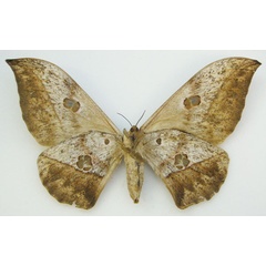 /filer/webapps/moths/media/images/P/phaeax_Lobobunaea_HT_NHMUKb.jpg