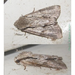 /filer/webapps/moths/media/images/M/mediovitta_Megalonycta_A_Bippus.jpg