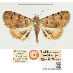 /filer/webapps/moths/media/images/P/postrufa_Eublemma_HT_BMNH.jpg