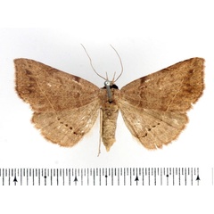 /filer/webapps/moths/media/images/Z/zygia_Maxera_AF_BMNH_01.jpg