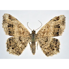 /filer/webapps/moths/media/images/I/inquinata_Chiasmia_AF_NHMO.jpg