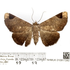 /filer/webapps/moths/media/images/A/apicia_Mecodina_AF_BMNH.jpg