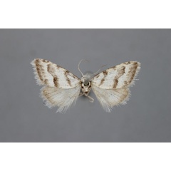 /filer/webapps/moths/media/images/L/lightfooti_Vandamia_A_BMNH.jpg