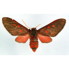 /filer/webapps/moths/media/images/R/rubrovitta_Rhipidarctia_AF_Ochse.jpg