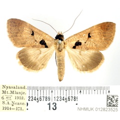 /filer/webapps/moths/media/images/A/atriplaga_Anoba_AF_BMNH_01.jpg