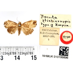 /filer/webapps/moths/media/images/S/sticticraspis_Bocula_HT_BMNH.jpg